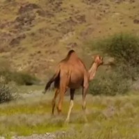 अरब मरुभूमिमा ९ हजार वर्ष पुरानो तालको अवशेष फेला Image