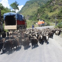 दसैँका लागि मुस्ताङ हुँदै १३ हजार ५७५ भेडाच्याङ्ग्रा बाहिरी जिल्ला पठाइयो Image